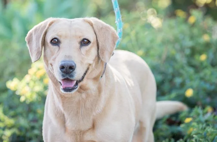 Tourmaline thumbnail 2