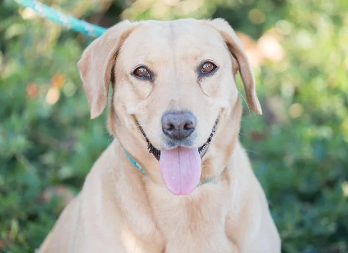 Tourmaline thumbnail 3