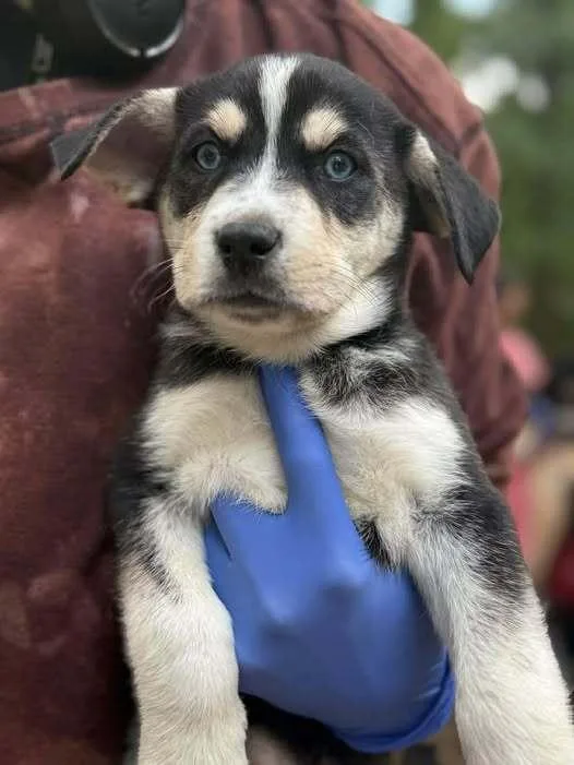 A baby medium-sized male Husky dog named Marco for adoption in New York, NY