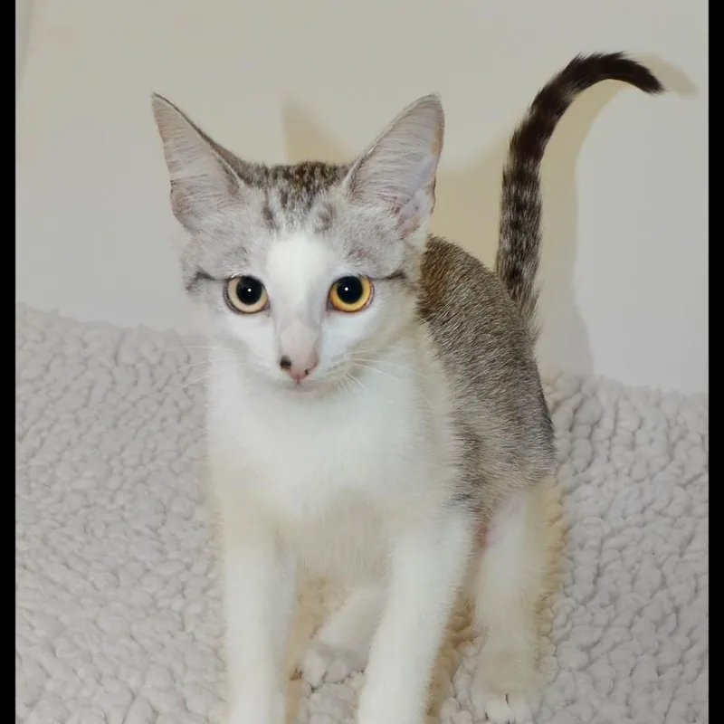 A baby medium-sized female American Shorthair cat named Agatha for adoption in San Andreas, CA