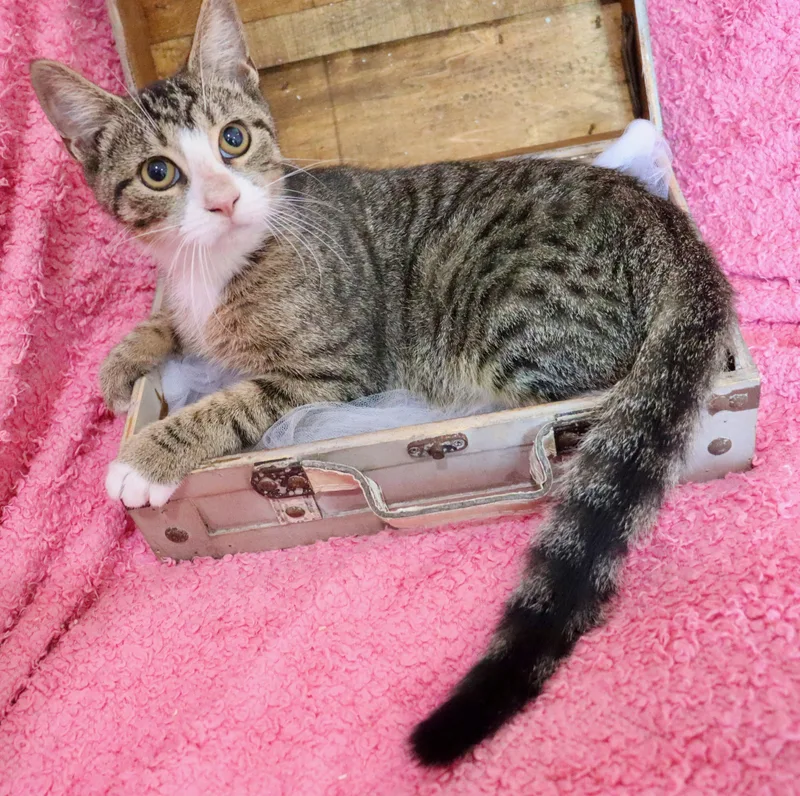 A baby medium-sized female Tabby (Buff / Tan / Fawn) Tabby cat named Gigi for adoption in Saint Augustine, FL