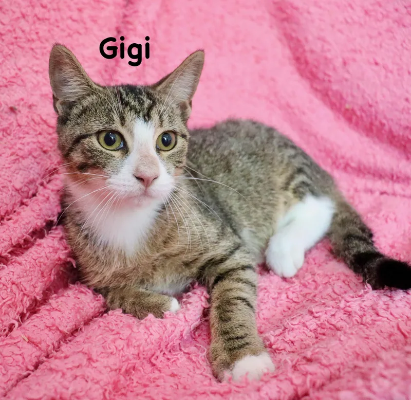 Gigi thumbnail 3