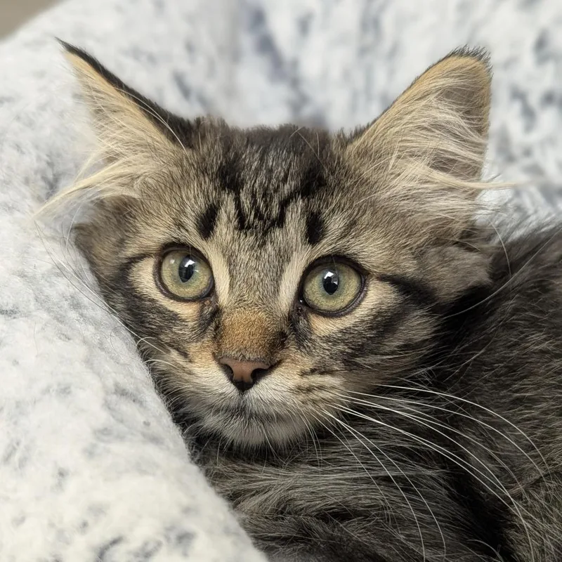 A baby medium-sized male Tabby (Brown / Chocolate) Domestic Long Hair cat named Rye for adoption in Fenton, MI