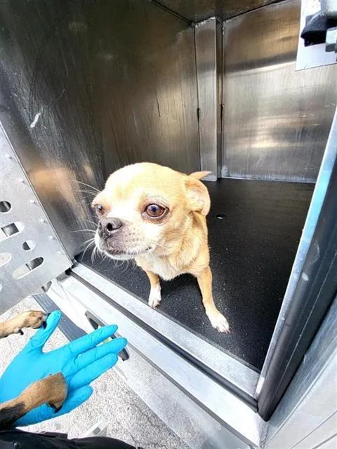 A young small-sized female Chihuahua dog named Athena for adoption in San Antonio, TX