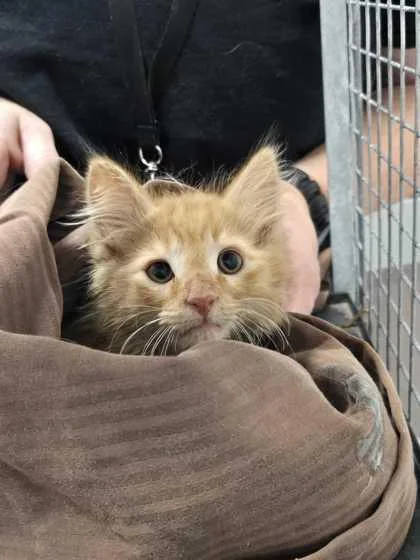 A baby small-sized male Domestic Short Hair cat named Emory for adoption in Sevierville, TN