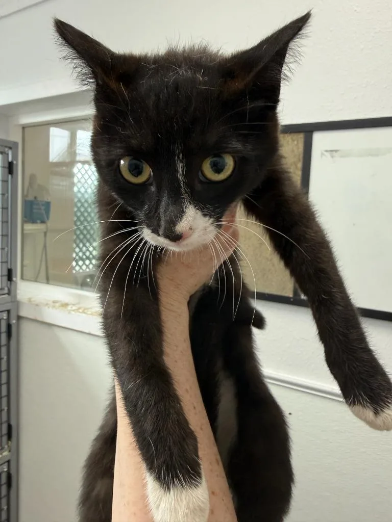 A baby small-sized female Domestic Short Hair cat named Squeak for adoption in Brookings, OR