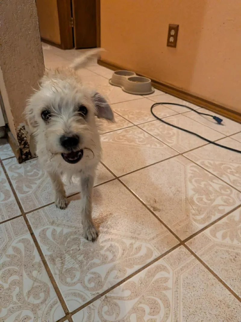 A baby small-sized male Yorkshire Terrier dog named Tofu for adoption in Gainesville, VA