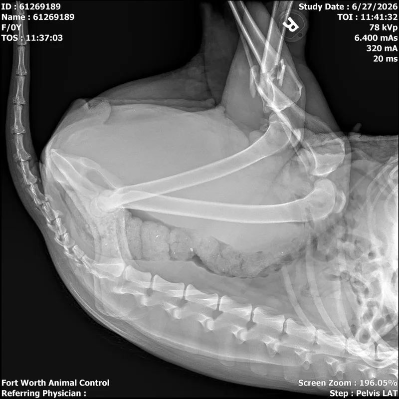 A young large-sized female Belgian Shepherd / Malinois dog named Frances for adoption in Houston , TX
