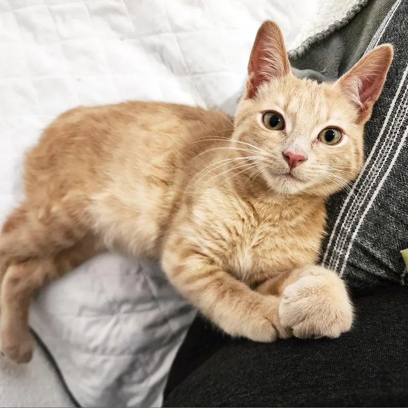 Manx For The Memories thumbnail 2