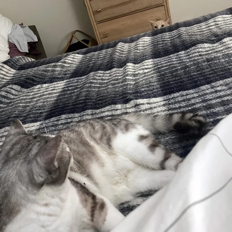 Manx For The Memories thumbnail 3