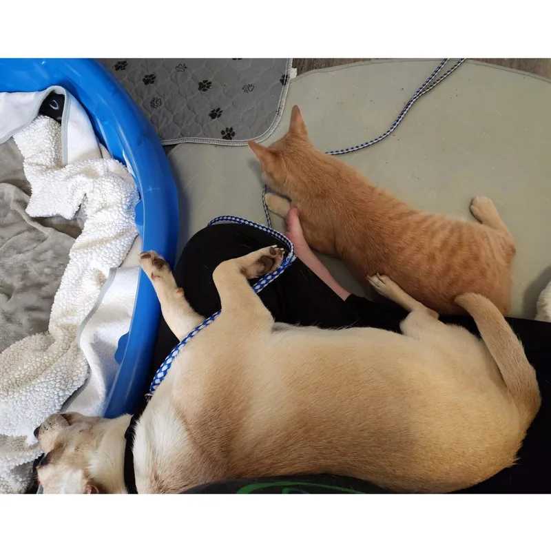 Manx For The Memories thumbnail 5