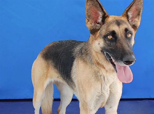 An adult medium-sized female German Shepherd Dog dog named Rosie for adoption in Baldwin Park, CA