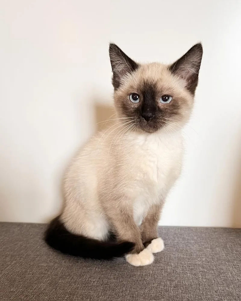 A baby small-sized male Domestic Short Hair cat named Rob for adoption in Rochester, IN