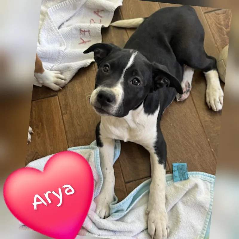 A baby medium-sized female Pit Bull Terrier dog named Arya for adoption in Plano, TX