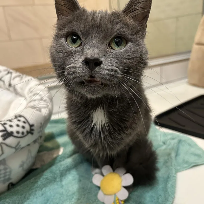 An adult small-sized female Gray / Blue / Silver Domestic Short Hair cat named Pepper for adoption in Davenport, IA