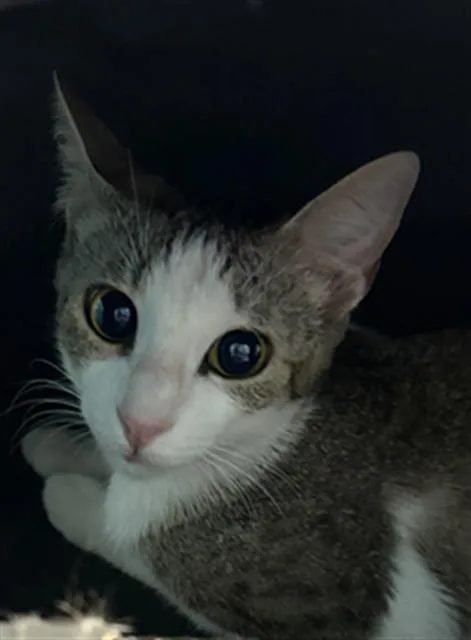 A young medium-sized female Domestic Short Hair cat named A for adoption in Houston, TX