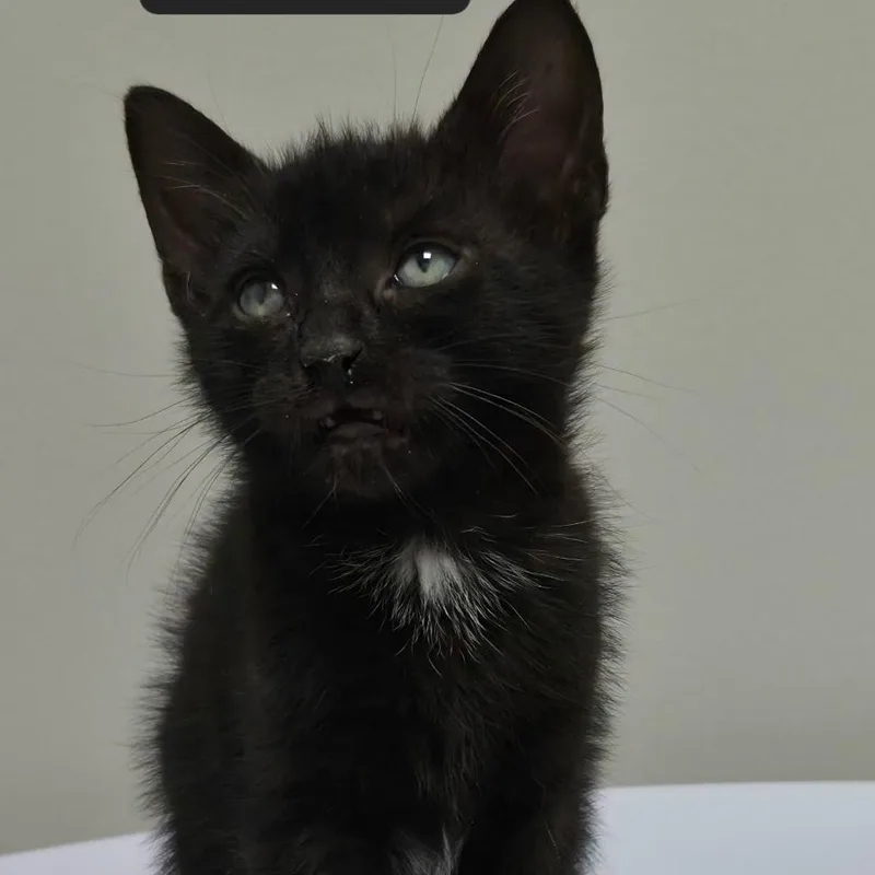 A baby medium-sized female Black & White / Tuxedo Domestic Short Hair cat named Wabbit for adoption in SNOW HILL, NC