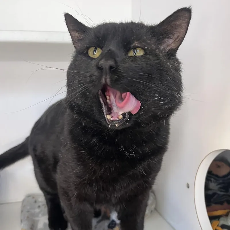 Morpheus thumbnail 3