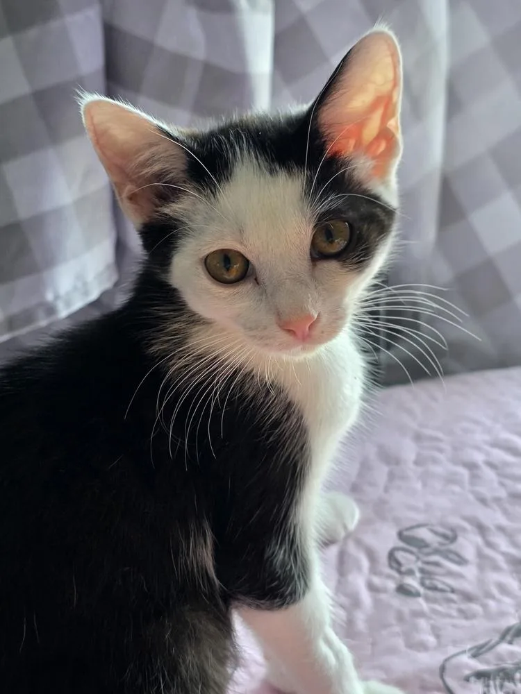 Piper