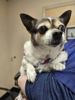 An adult small-sized female Chihuahua dog named Thumbelina for adoption in Roseville, CA