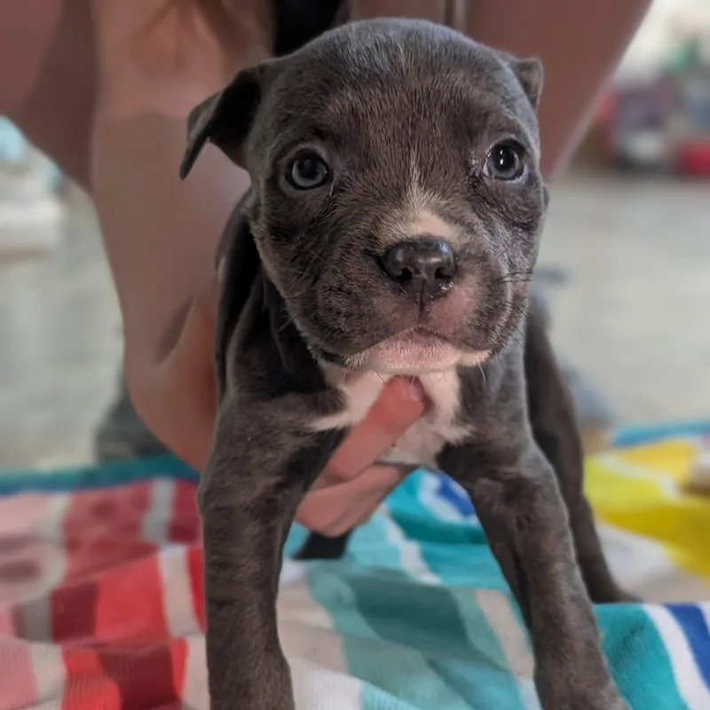 A baby medium-sized female Gray / Blue / Silver Mixed Breed dog named Lil Aka Lillian for adoption in Alma, MI