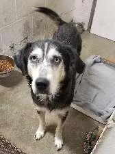 An adult medium-sized female Husky dog named Josefina for adoption in Aurora, IL