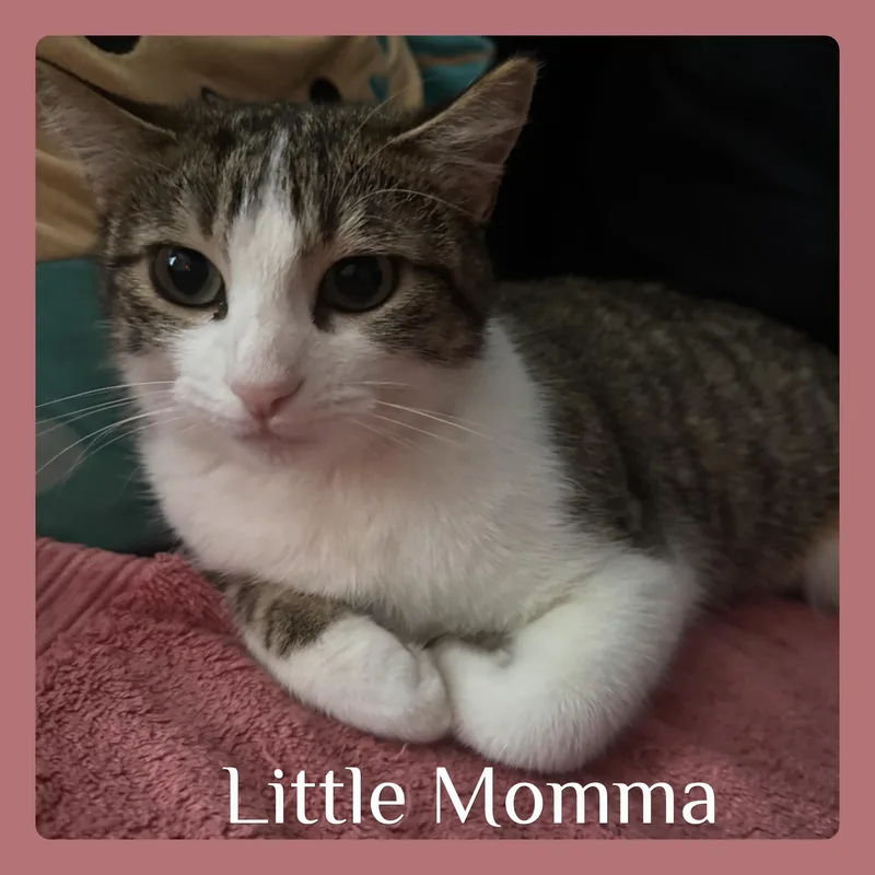 A young medium-sized female Tabby (Brown / Chocolate) Tabby cat named Little Momma for adoption in Lawton, OK