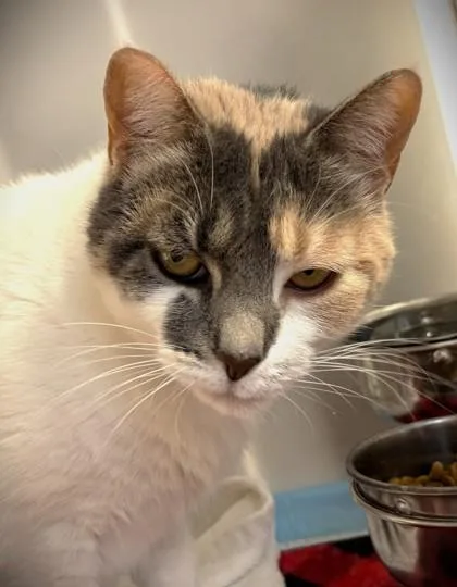 An adult small-sized female Domestic Short Hair cat named Cayenne for adoption in Cumming, GA