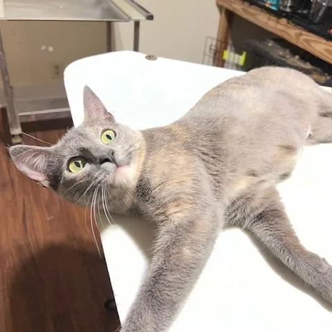 A young medium-sized female Tortoiseshell American Bobtail cat named Suzanne for adoption in Natchez, MS