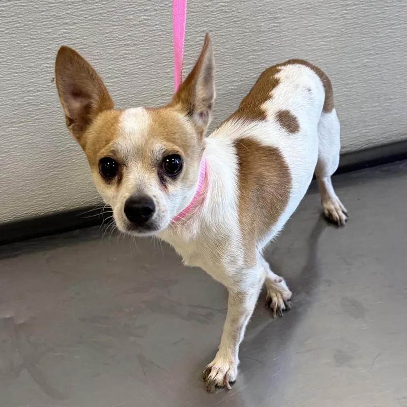 An adult small-sized male White / Cream Mixed Breed dog named Pancho for adoption in Las Cruces, NM