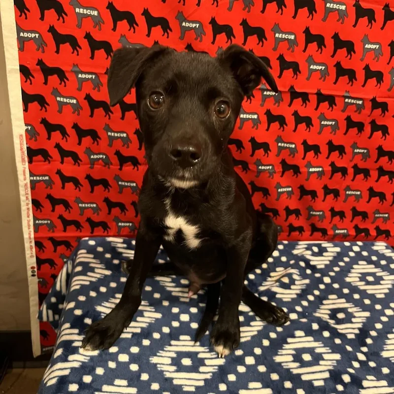 A baby small-sized male Black Terrier dog named Tipton for adoption in Washburn, MO