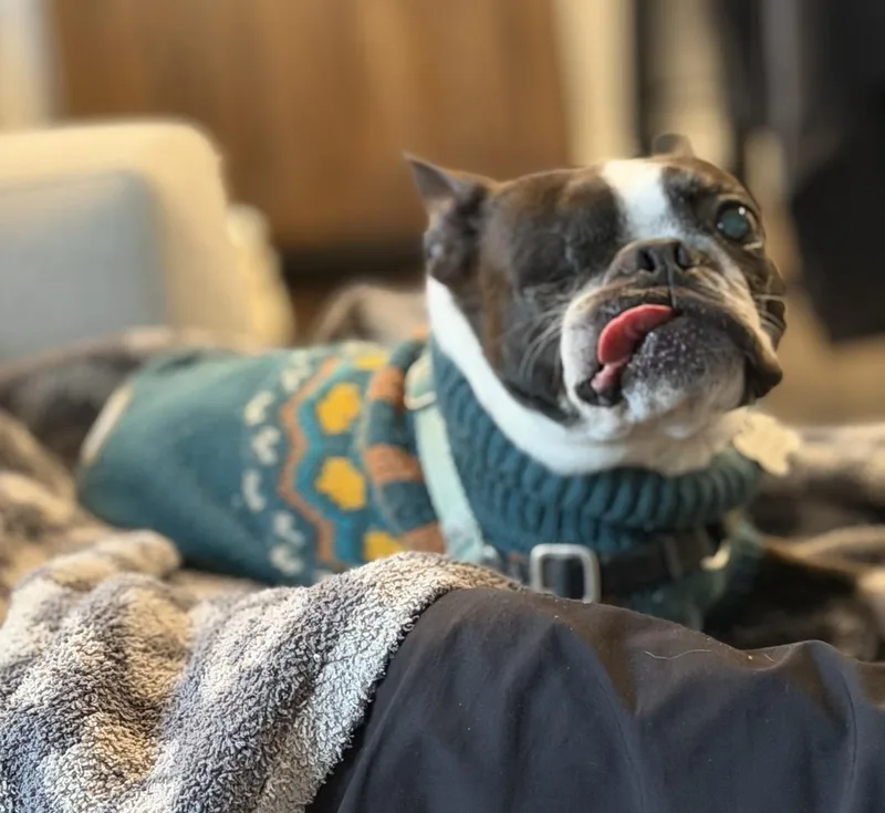 Chomper In Co