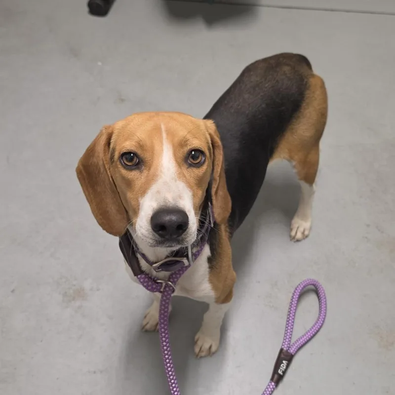 An adult small-sized female Black Mixed Breed dog named Anna Banana for adoption in Troy, IL