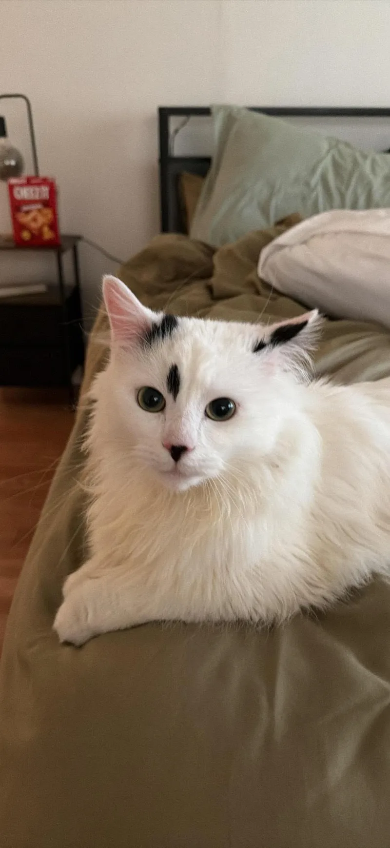 A young medium-sized male Black & White / Tuxedo Tuxedo cat named Oreo for adoption in Medford, MA
