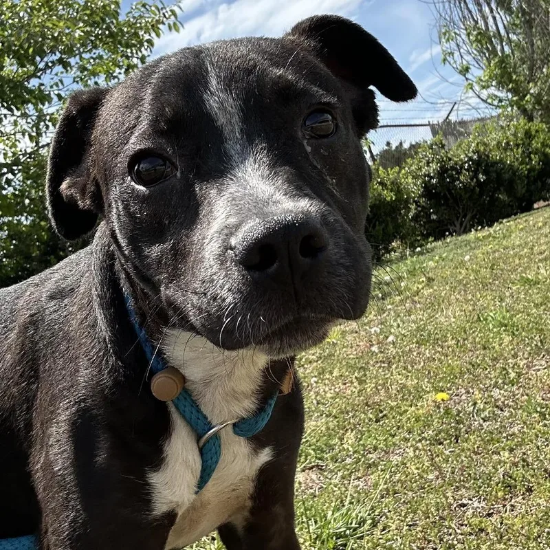 A baby small-sized male Black Terrier dog named Reese  U for adoption in Tupelo, MS