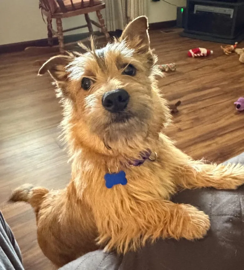 A young small-sized male Cairn Terrier dog named Stewie for adoption in Columbia, IL