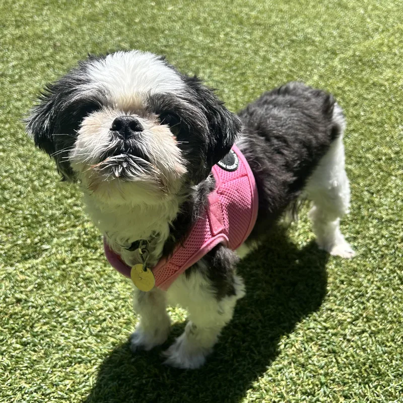 A senior small-sized female Shih Tzu dog named Zoey for adoption in Huntington, NY