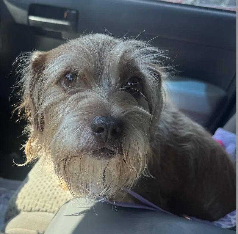 A young small-sized male Terrier dog named Tater Tot for adoption in Decatur, GA