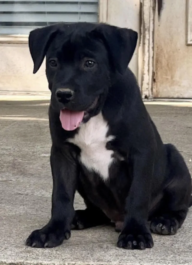 Ryder