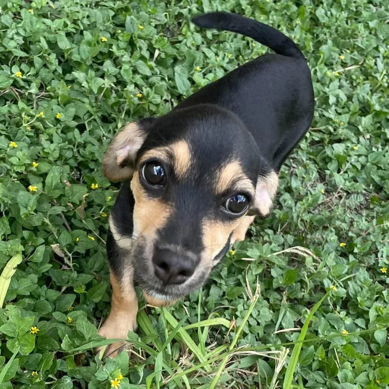 A baby small-sized male Chiweenie dog named Milo for adoption in Warren, RI