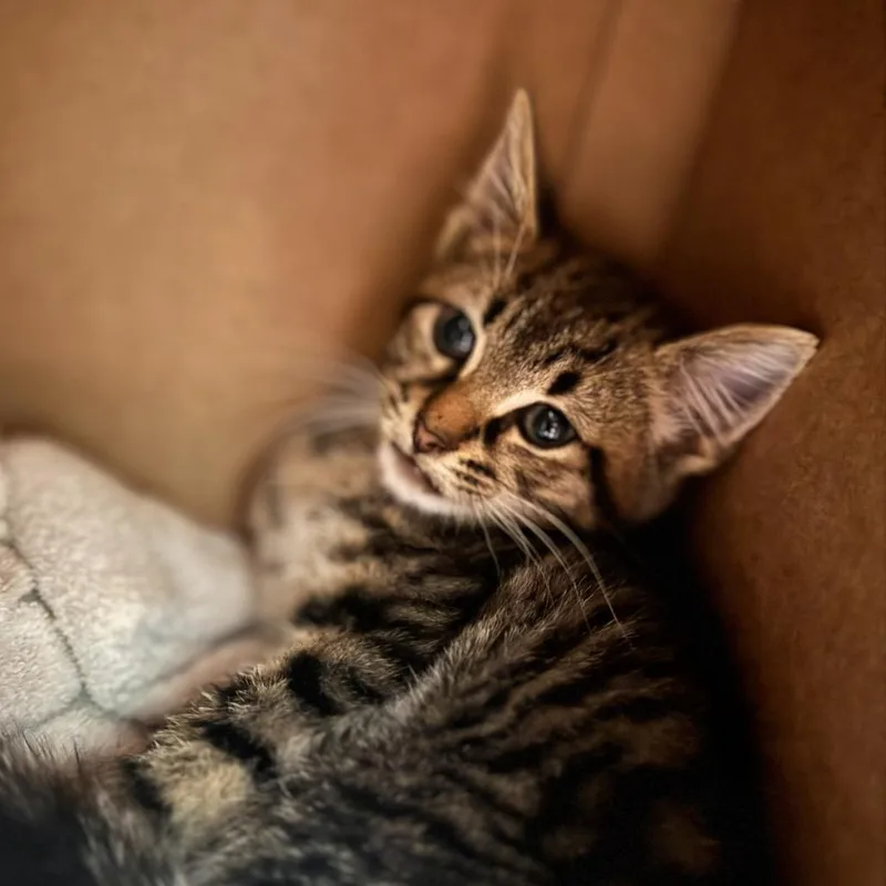 A baby small-sized male Brown / Chocolate Domestic Short Hair cat named Skully for adoption in Starkville, MS