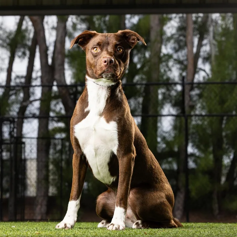 An adult medium-sized female Brown / Chocolate Terrier dog named Fiona for adoption in Jupiter, FL