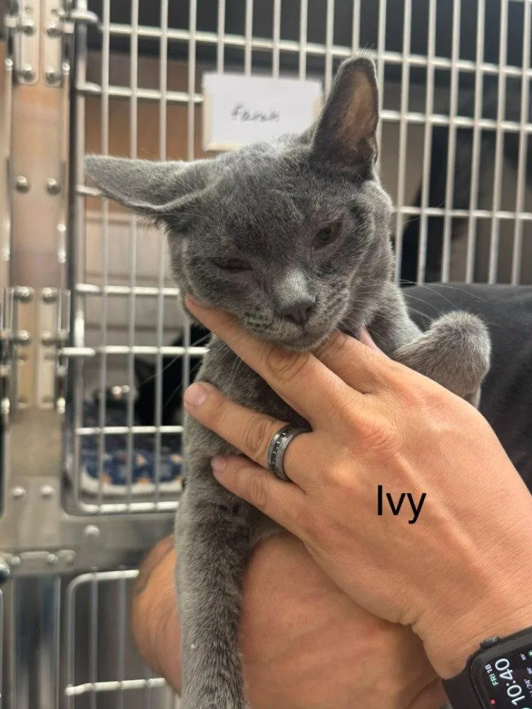 A young small-sized female Domestic Short Hair cat named Ivy for adoption in Saint George, UT