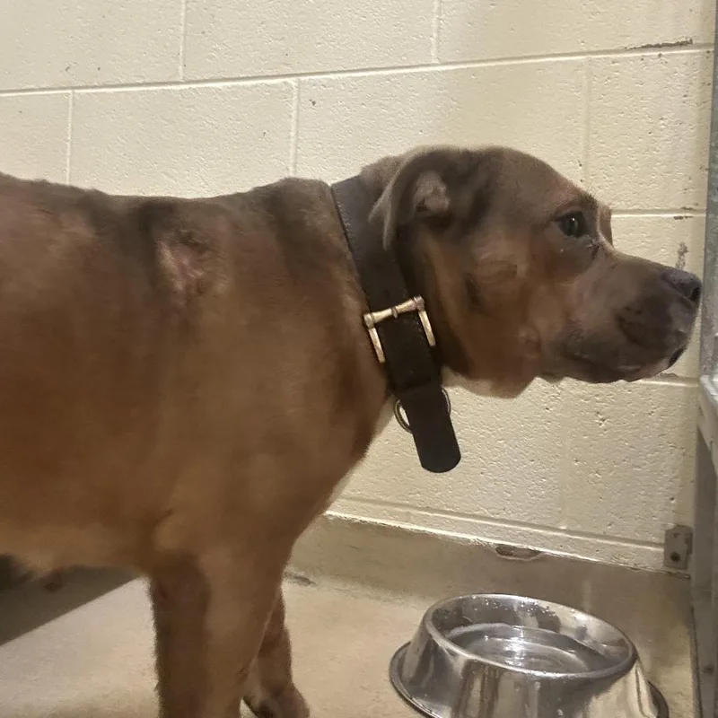 A young large-sized female Brown / Chocolate Mixed Breed dog named Powderball for adoption in Asheville, NC