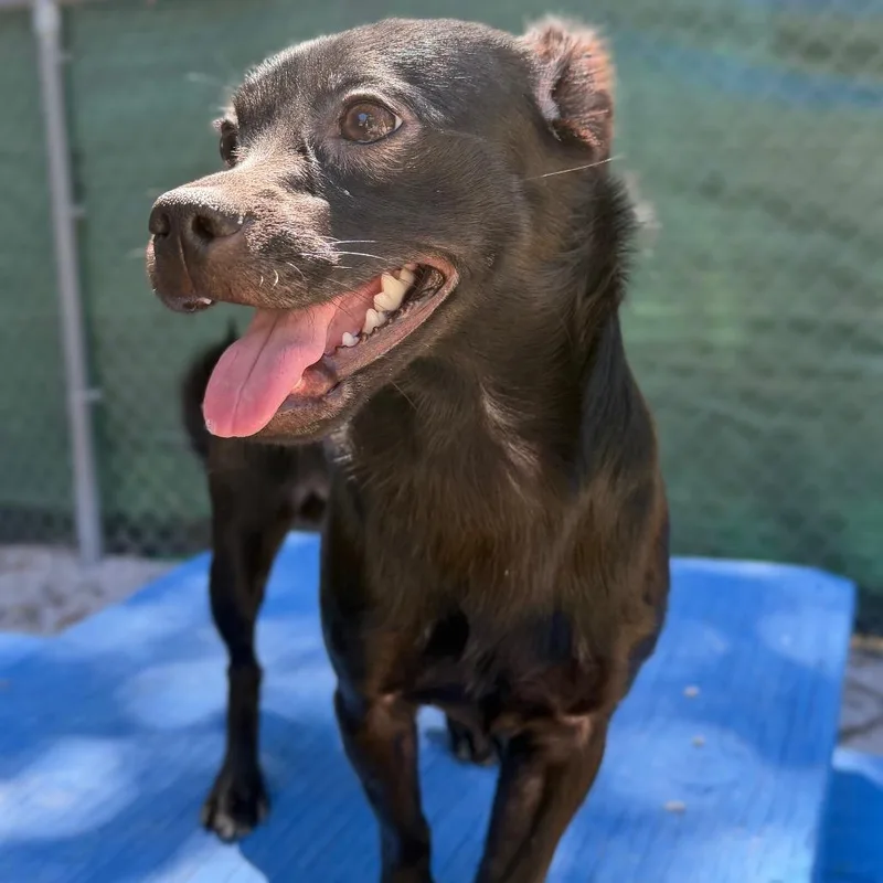 A young small-sized male Black Chihuahua dog named Sprung for adoption in Mount Shasta, CA