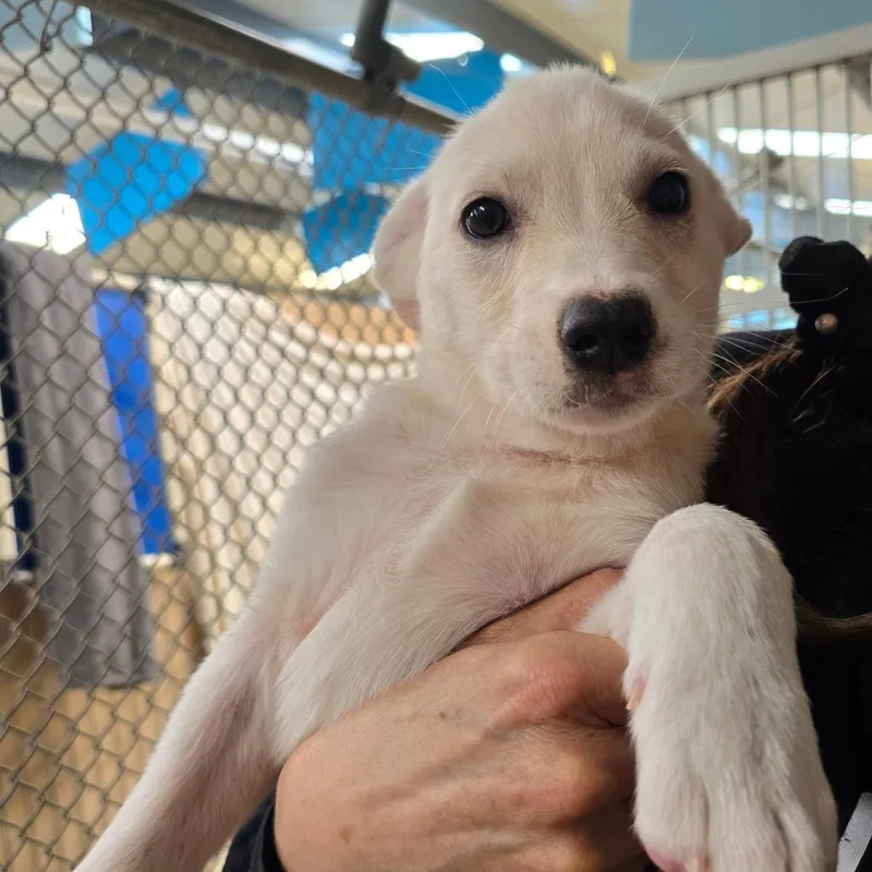 A baby small-sized male White / Cream Mixed Breed dog named Bowie for adoption in Fort Bragg, CA