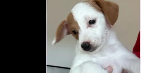 A baby small-sized female Poodle dog named Blanche for adoption in Gillsville, GA