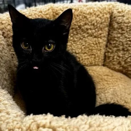 A baby small-sized female Domestic Short Hair cat named Diamond for adoption in Woodstock, GA