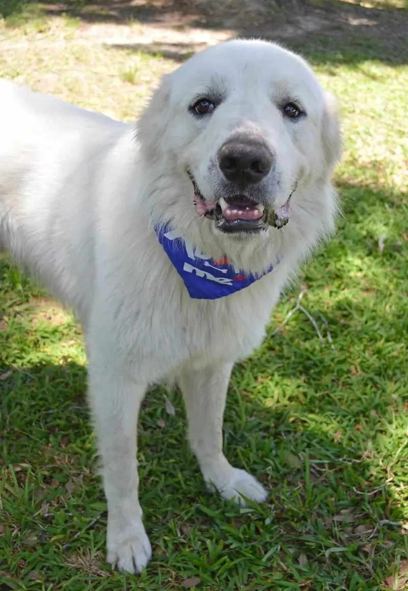 A young large-sized male Great Pyrenees dog named Monte In Maine for adoption in Kennebunkport, ME