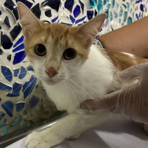 A young medium-sized female Domestic Medium Hair cat named Pippy for adoption in Pensacola, FL